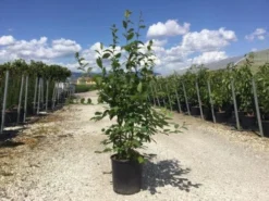 Meerstammige Haagbeuk (Carpinus Betulus)