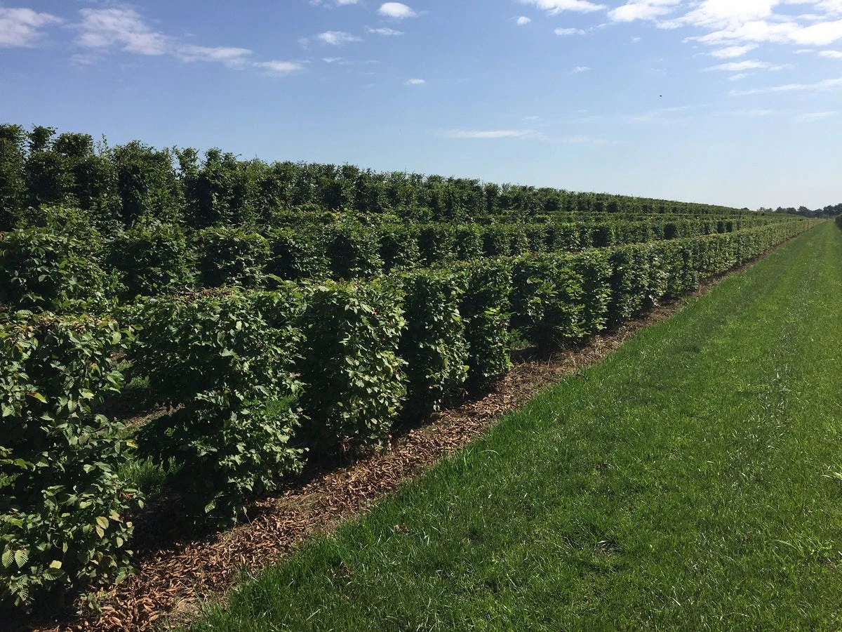Haagbeuk Als Haagelement (Carpinus Betulus) - Afbeelding 9
