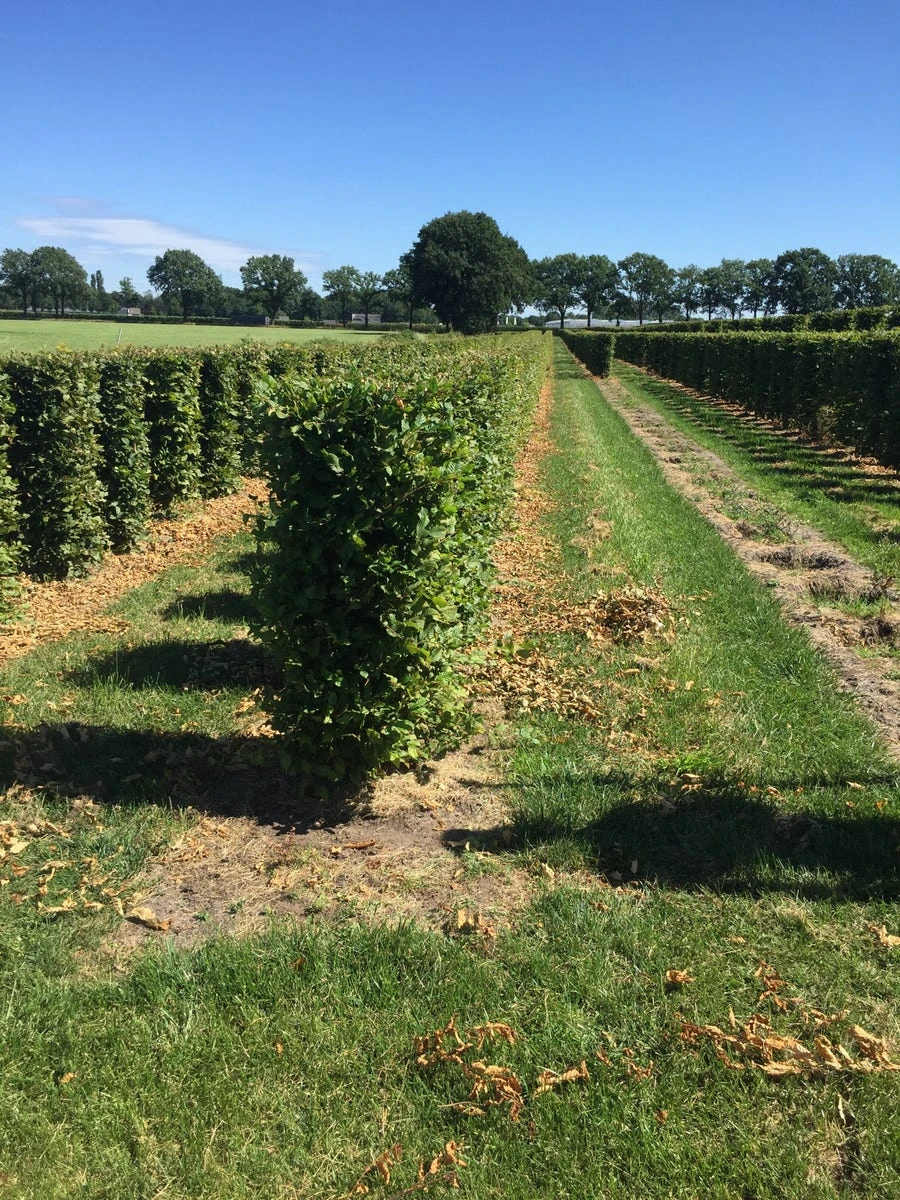 Haagbeuk Als Haagelement (Carpinus Betulus) - Afbeelding 11
