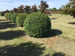Haagbeuk Als Bolvorm (Carpinus Betulus) -Tuinplantenwinkel carpinus betulus 140 cm breed bol drkl 1
