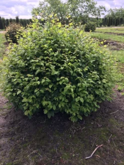 Haagbeuk Als Bolvorm (Carpinus Betulus) -Tuinplantenwinkel carpinus betulus 140 cm breed bol drkl 2