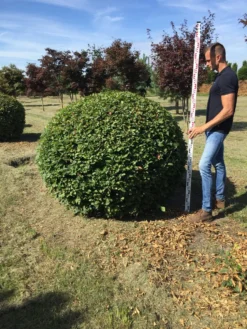 Haagbeuk Als Bolvorm (Carpinus Betulus) -Tuinplantenwinkel carpinus betulus 140 cm breed bol drkl 3