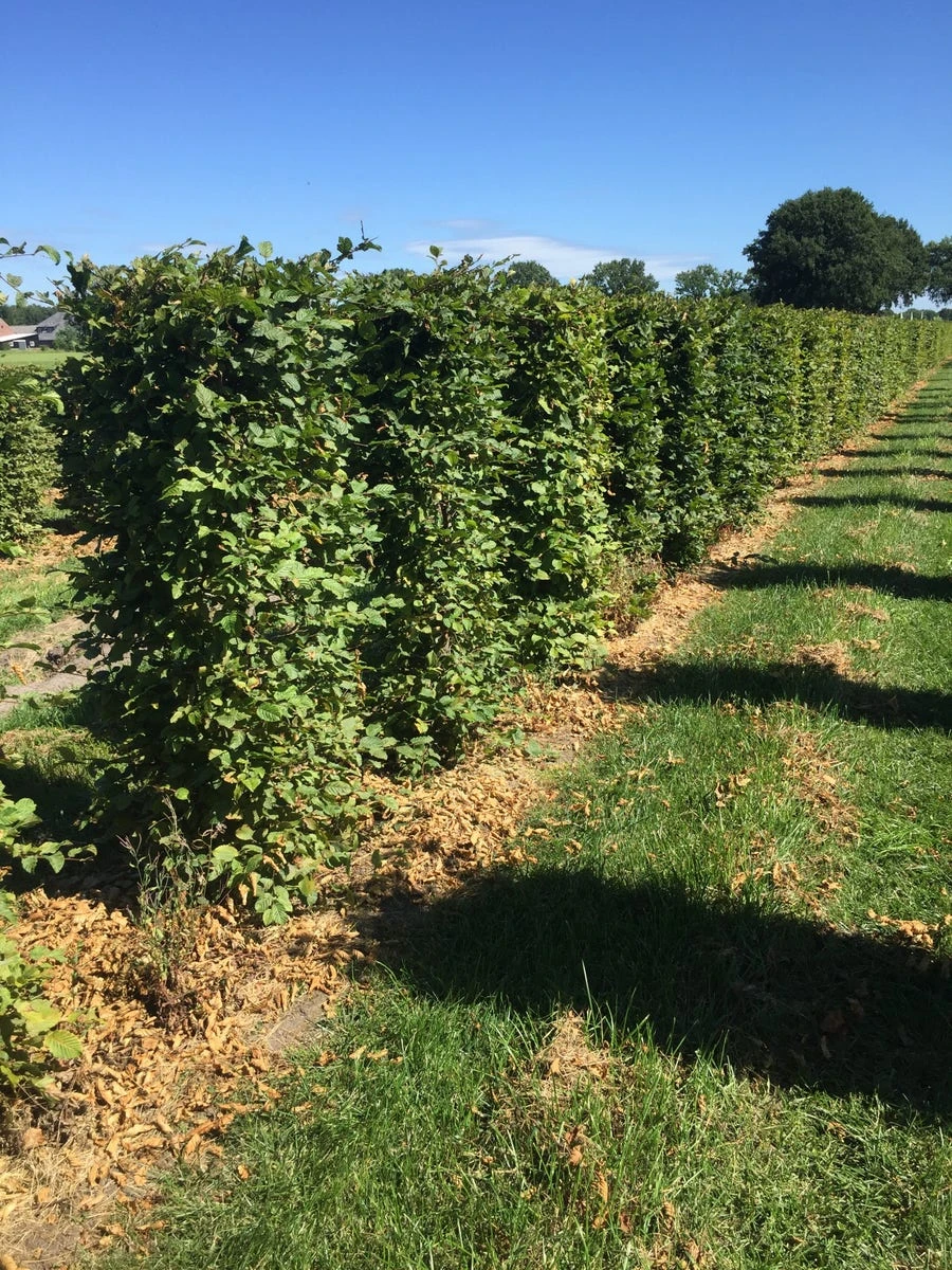 Haagbeuk Als Haagelement (Carpinus Betulus) - Afbeelding 13