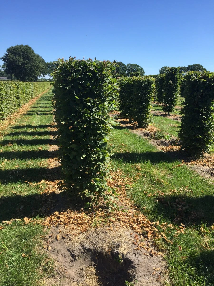 Haagbeuk Als Haagelement (Carpinus Betulus) - Afbeelding 14