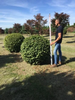 Haagbeuk Als Bolvorm (Carpinus Betulus) -Tuinplantenwinkel carpinus betulus 160 cm breed bol drkl 1