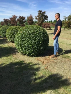 Haagbeuk Als Bolvorm (Carpinus Betulus) -Tuinplantenwinkel carpinus betulus 160 cm breed bol drkl 3