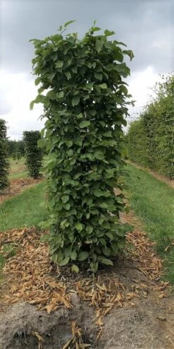 Haagbeuk Als Haagelement (Carpinus Betulus) -Tuinplantenwinkel carpinus betulus 180 x 50 x 50 cm drkl haagelement