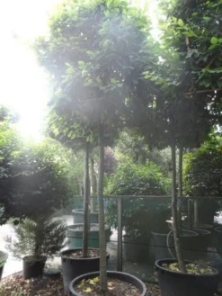 Haagbeuk In Kubusvorm (Carpinus Betulus) -Tuinplantenwinkel carpinus betulus 20 25ho c240 kubus 1