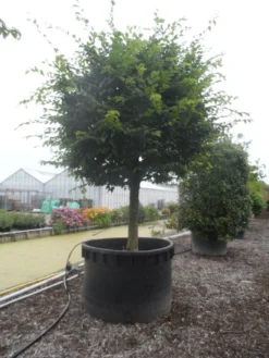 Haagbeuk Als Bolboom (Carpinus Betulus) -Tuinplantenwinkel carpinus betulus 40 45ha c1000 bol