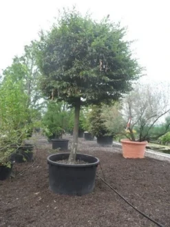 Haagbeuk Als Bolboom (Carpinus Betulus) -Tuinplantenwinkel carpinus betulus 40 45ho c1000 bol 1
