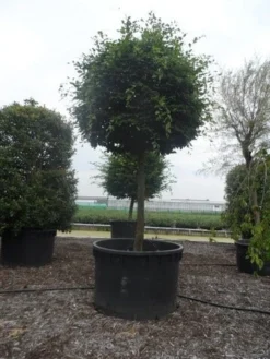 Haagbeuk Als Bolboom (Carpinus Betulus) -Tuinplantenwinkel carpinus betulus 40 45ho c1000 bol 2 1
