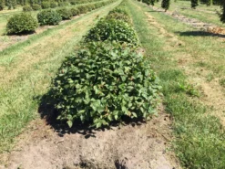Haagbeuk Als Bolvorm (Carpinus Betulus) -Tuinplantenwinkel carpinus betulus 60 cm breed bol drkl 2