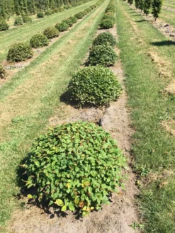 Haagbeuk Als Bolvorm (Carpinus Betulus) -Tuinplantenwinkel carpinus betulus 80 cm breed bol drkl 1