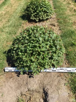 Haagbeuk Als Bolvorm (Carpinus Betulus) -Tuinplantenwinkel carpinus betulus 80 cm breed bol drkl 2