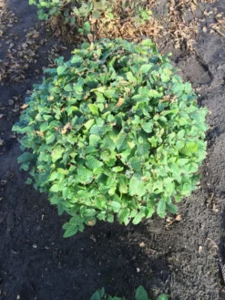 Haagbeuk Als Bolvorm (Carpinus Betulus) -Tuinplantenwinkel carpinus betulus 90 cm breed bol drkl 1