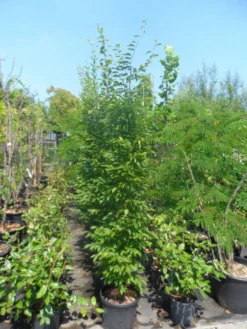 Haagbeuk Als Boom (Carpinus Betulus 'Fastigiata') -Tuinplantenwinkel carpinus betulus fastigiata 175 200 250 c25 2