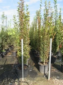 Haagbeuk (Carpinus Betulus 'Fastigiata') -Tuinplantenwinkel carpinus betulus fastigiata 200 250