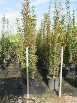 Haagbeuk Als Boom (Carpinus Betulus 'Fastigiata') -Tuinplantenwinkel carpinus betulus fastigiata 200 250 1