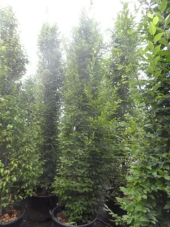 Haagbeuk Als Boom (Carpinus Betulus 'Fastigiata') -Tuinplantenwinkel carpinus betulus fastigiata 300 350 c70 2
