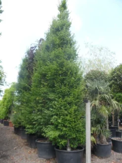Haagbeuk (Carpinus Betulus 'Fastigiata') -Tuinplantenwinkel carpinus betulus fastigiata 450 500 600 c285