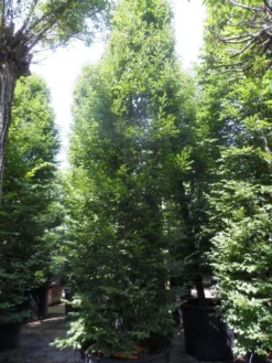 Haagbeuk (Carpinus Betulus 'Fastigiata') -Tuinplantenwinkel carpinus betulus fastigiata 500 600 700 c500