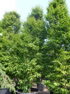 Haagbeuk (Carpinus Betulus 'Fastigiata') -Tuinplantenwinkel carpinus betulus fastigiata 500 600 c500