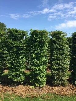 Haagbeuk Als Haagelement (Carpinus Betulus) -Tuinplantenwinkel carpinus betulus h150x50x50 cm 3
