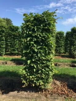 Haagbeuk Als Haagelement (Carpinus Betulus) -Tuinplantenwinkel carpinus betulus h150x60x60cm