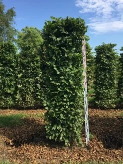Haagbeuk Als Haagelement (Carpinus Betulus) -Tuinplantenwinkel carpinus betulus h200x50x50 cm 2