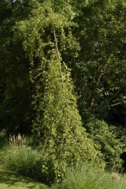 Treurhaagbeuk (Carpinus Betulus 'Pendula') -Tuinplantenwinkel carpinus betulus pendula01
