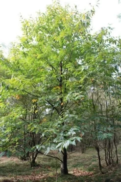 Tamme Kastanje (Castanea Sativa) -Tuinplantenwinkel castanea sativa tamme kastanje 1