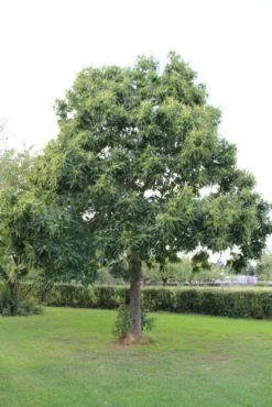 Tamme Kastanje (Castanea Sativa) -Tuinplantenwinkel castanea sativa tamme kastanje 2