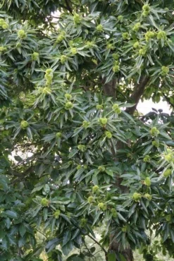 Tamme Kastanje (Castanea Sativa) -Tuinplantenwinkel castanea sativa tamme kastanje 3