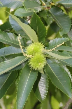 Tamme Kastanje (Castanea Sativa) -Tuinplantenwinkel castanea sativa tamme kastanje 4
