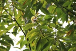 Tamme Kastanje (Castanea Sativa) -Tuinplantenwinkel castanea sativa tamme kastanje 6