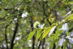 Tamme Kastanje (Castanea Sativa) -Tuinplantenwinkel castanea sativa tamme kastanje 7