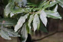 Tamme Kastanje (Castanea Sativa) -Tuinplantenwinkel castanea sativa tamme kastanje 8