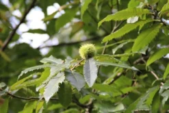 Tamme Kastanje (Castanea Sativa) -Tuinplantenwinkel castanea sativa tamme kastanje 9