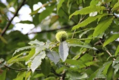 Tamme Kastanje Als Halfstam (Castanea Sativa) -Tuinplantenwinkel castanea sativa tamme kastanje 9 1 1