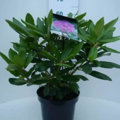 Rhododendron (Rhododendron Catawbiense 'Boursault') -Tuinplantenwinkel cat. boursalt c5 voor