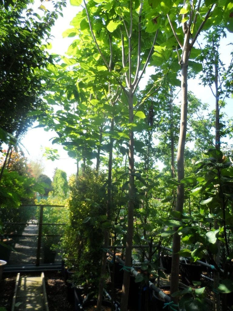 Trompetboom (Catalpa Bignonioides) 2 Trompetboom (Catalpa Bignonioides) - Afbeelding 2