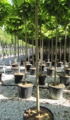 Bolcatalpa (Catalpa Bignonioides 'Nana') 11 Bolcatalpa (Catalpa Bignonioides 'Nana') -Tuinplantenwinkel catalpa bignonioides nana 10 12 1