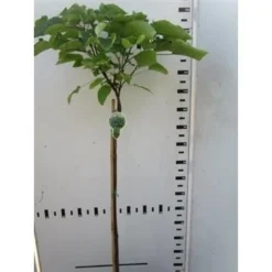 Trompetboom Op Stam (Catalpa Bignonioides 'Nana'), Halfstam -Tuinplantenwinkel catalpa bignonioides nana 130cm