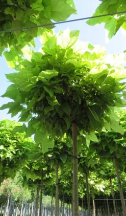 Bolcatalpa (Catalpa Bignonioides 'Nana') 8 Bolcatalpa (Catalpa Bignonioides 'Nana') -Tuinplantenwinkel catalpa bignonioides nana 5