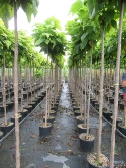 Bolcatalpa (Catalpa Bignonioides 'Nana') 10 Bolcatalpa (Catalpa Bignonioides 'Nana') -Tuinplantenwinkel catalpa bignonioides nana 6 8 1