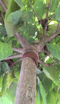 Bolcatalpa (Catalpa Bignonioides 'Nana') 9 Bolcatalpa (Catalpa Bignonioides 'Nana') -Tuinplantenwinkel catalpa bignonioides nana 6