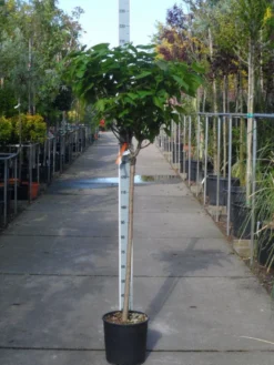 Trompetboom Op Stam (Catalpa Bignonioides 'Nana'), Halfstam -Tuinplantenwinkel catalpa bignonioides nana halfstam c20