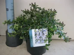 Amerikaanse Sering (Ceanothus Thyrsiflorus 'Repens') -Tuinplantenwinkel ceanothus repens c5 maart.jpg