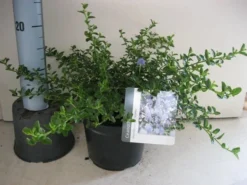 Amerikaanse Sering (Ceanothus Thyrsiflorus 'Repens') -Tuinplantenwinkel ceanothus thyr. repens c3 sept 1 1