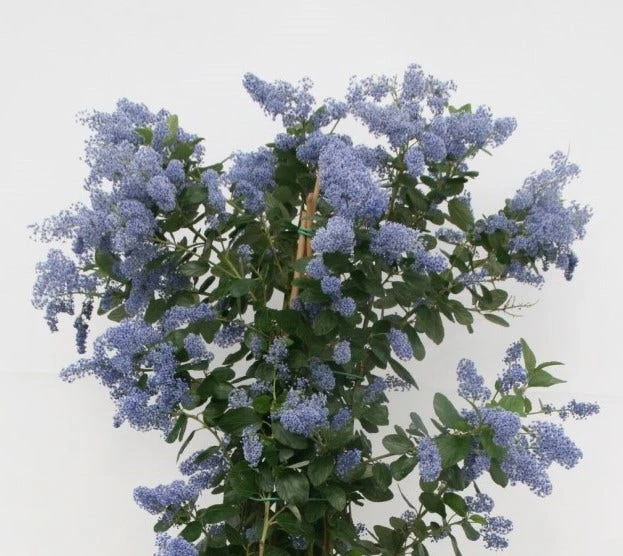 Amerikaanse Sering (Ceanothus Arboreus 'Trewithen Blue') 1 Amerikaanse Sering (Ceanothus Arboreus 'Trewithen Blue')